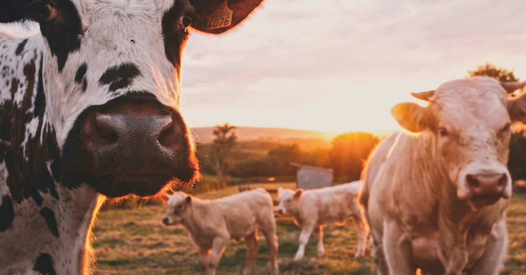 A Farm Life Photo Contest